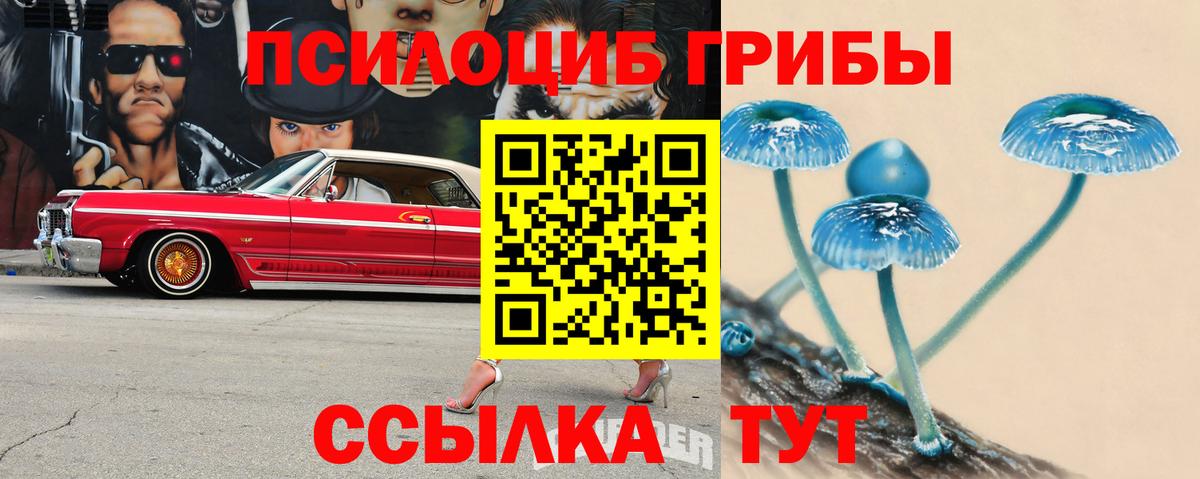 хочу   Вход с VPN  Котлас  Псилоцибиновые грибы Cubensis 